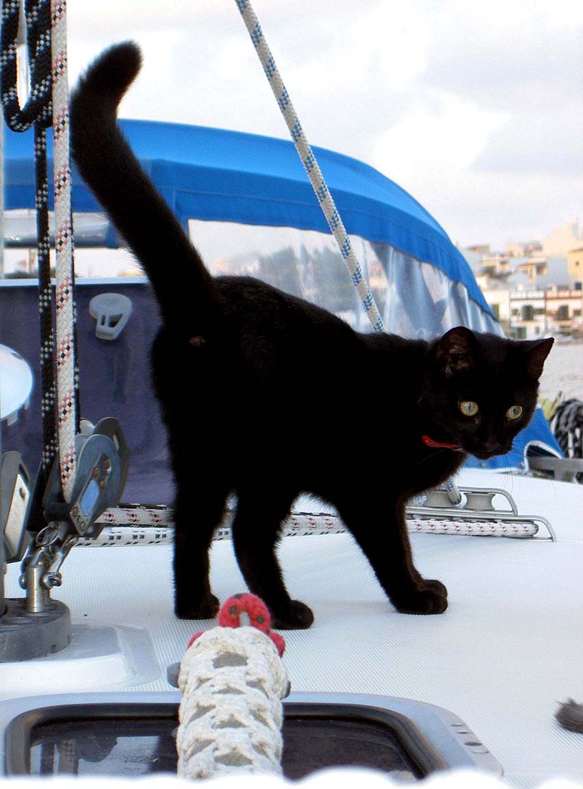 Didi - Schiffskatze