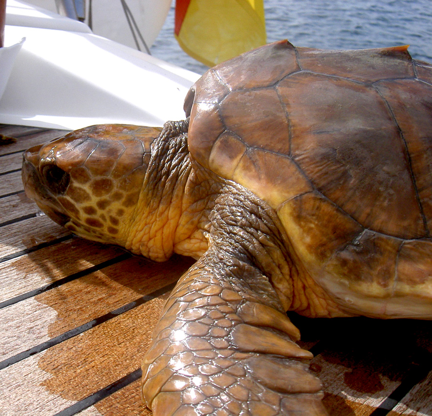 Eulalia - Wasserschildkr&ouml;te (Caretta caretta)
