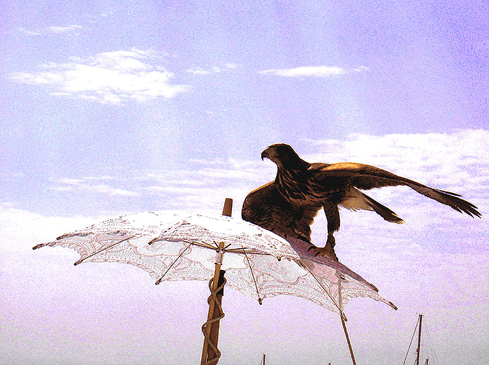 Galt auf Sonnnschirm