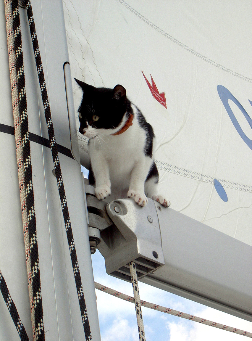 Schmalimax - Schiffskater