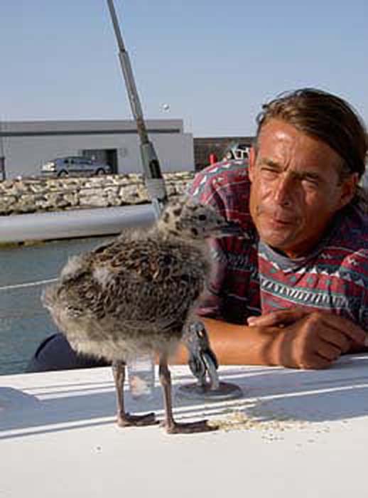 Seegalt - Atlantic Raubm&ouml;we