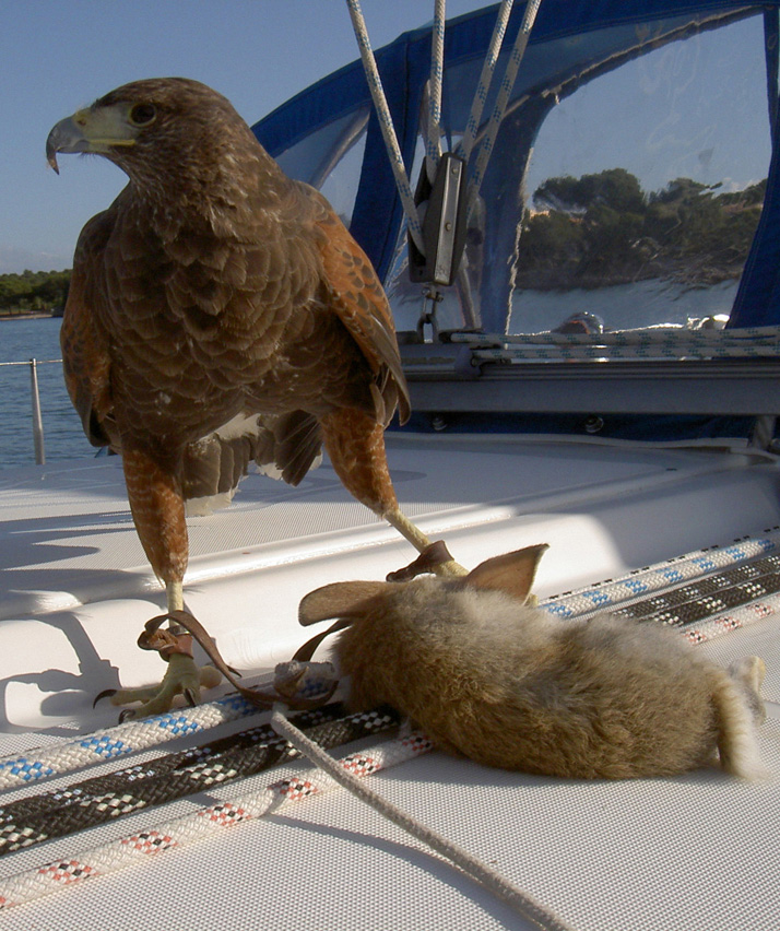 Wamblee - Mexikanischer Adler
